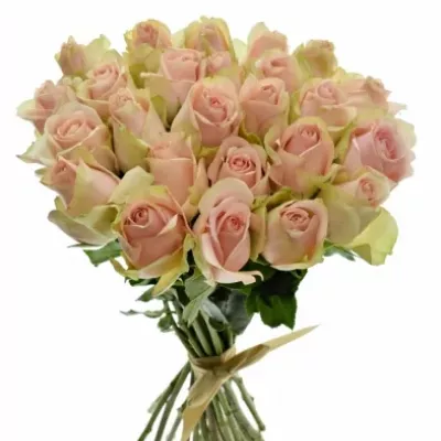 Kytice 25 růžových růží ROYAL PINK 80cm
