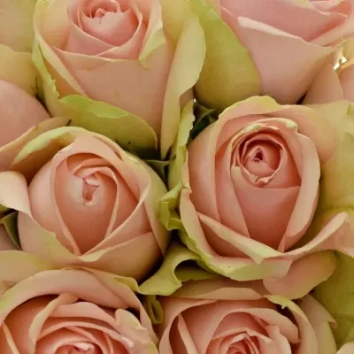 Kytice 25 růžových růží ROYAL PINK 80cm
