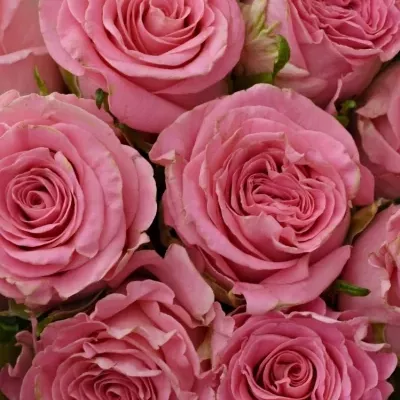 Kytice 25 růžových růží SEDUCTIVE@ 50 cm