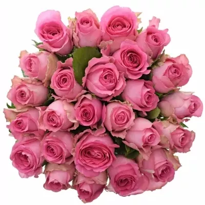 Kytice 25 růžových růží SHANGHAI LADY 40cm 