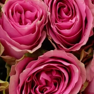 Kytice 25 růžových růží SHIARY 50cm 