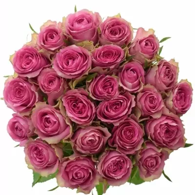 Kytice 25 růžových růží SHIARY 35cm