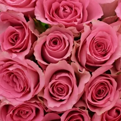 Kytice 25 růžových růží SMOOTHIE 60cm