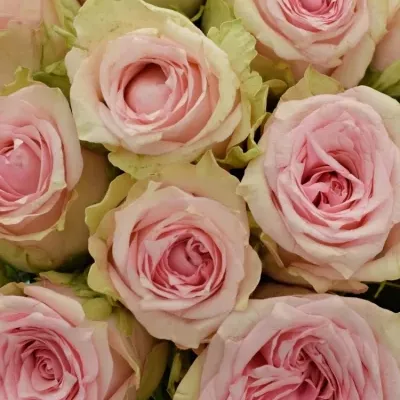 Kytice 25 růžových růží SUDOKU 50 cm