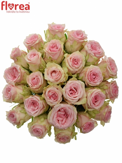 Kytice 25 růžových růží SUDOKU 50 cm