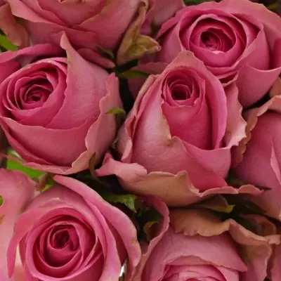 Kytice 25 růžových růží SUPREME+ 50cm