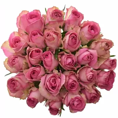 Kytice 25 růžových růží SUPREME+ 50cm