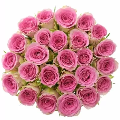 Jednodruhová kytice 25 růžových růží TIMES SQUARE 40 cm
