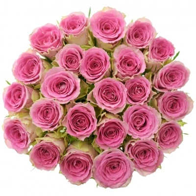 Kytice 25 růžových růží TIMES SQUARE