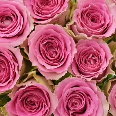 Kytice 25 růžových růží TIMES SQUARE