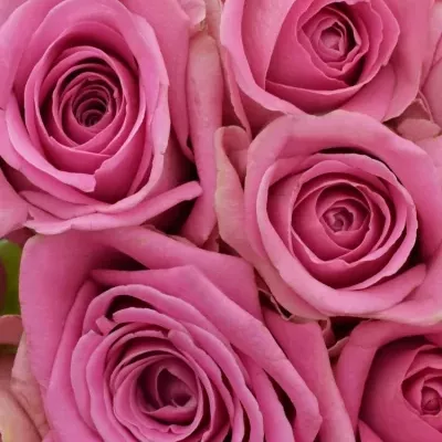 Kytice 25 růžových růží VIDEO 40cm