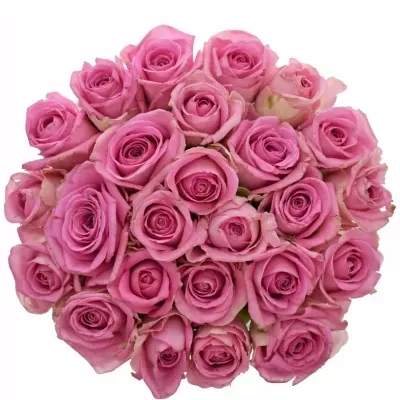 Kytice 25 růžových růží VIDEO 50cm