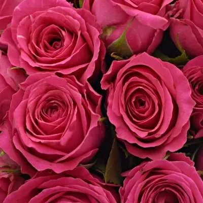 Kytice 25 růžových růží WINK 50 cm