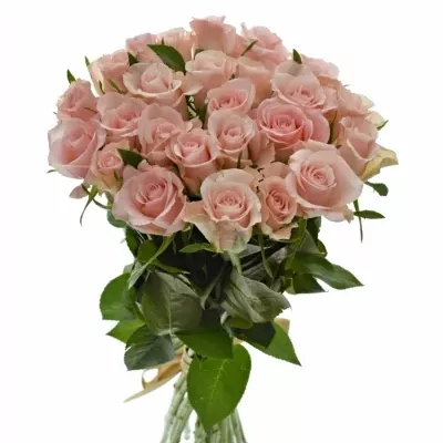 Kytice 25 růžových růží YVONNE 50 cm