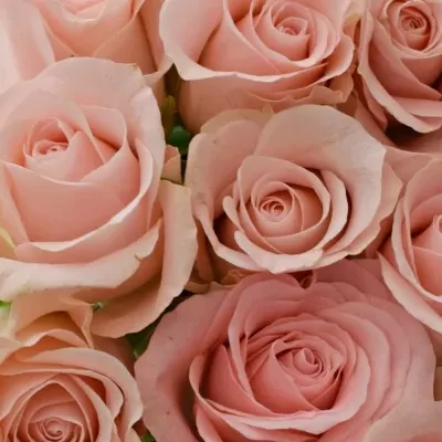 Kytice 25 růžových růží YVONNE 50 cm