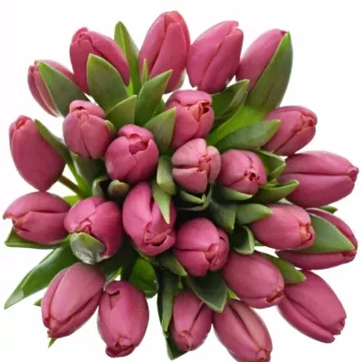 Kytice 25 růžových tulipánů CAROLA 40 cm