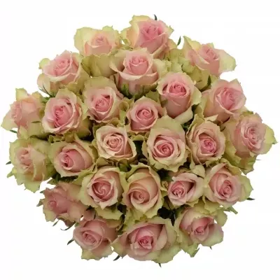 Kytice 25 smetanových růží DREAMLAND 60cm