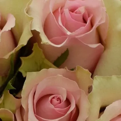 Kytice 25 smetanových růží DREAMLAND 60cm
