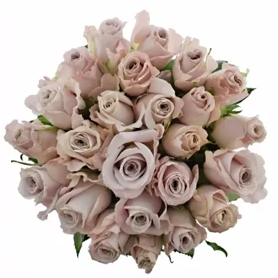Jednodruhová kytice 25 růžových růží MENTA 60 cm