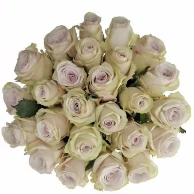 Kytice 25 světle fialových růží SILVERY FLAME 35cm