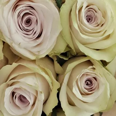 Kytice 25 světle fialových růží SILVERY FLAME 35cm