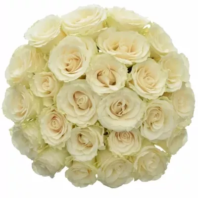 Jednodruhová kytice 25 krémových růží SOLSY 50 cm