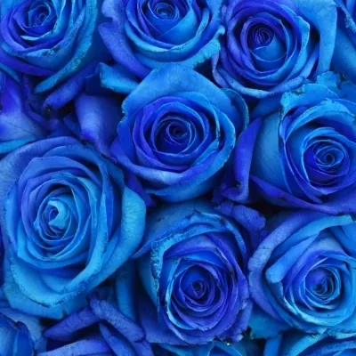 Kytice 25 tyrkysově modrých růží OCEAN BLUE VENDELA