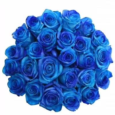 Kytice 25 tyrkysově modrých růží OCEAN BLUE VENDELA