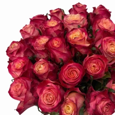 Kytice 25 vícebarevných růží MAI TAI