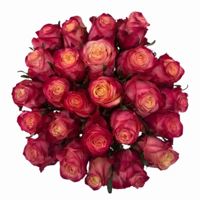 Kytice 25 vícebarevných růží MAI TAI