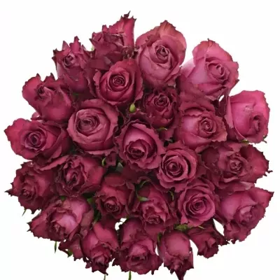 Kytice 25 vínových růží BLUEBERRY 45cm
