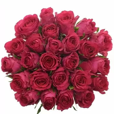 Jednodruhová kytice 25 fialových růží MADAM CERISE 50 cm