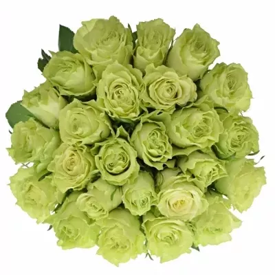 Jednodruhová kytice 25 zelených růží CAMOUFLAGE! 50 cm