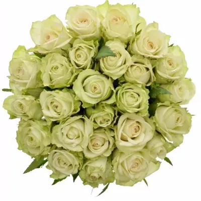 Kytice 25 zelených růží GREEN FASHION 50cm