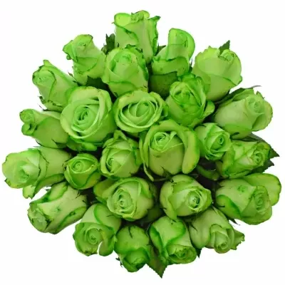 Kytica 25 zelených ruží GREEN snowstorm + 40cm