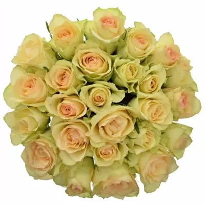 Kytice 25 zelených růží KIWI@ 40cm