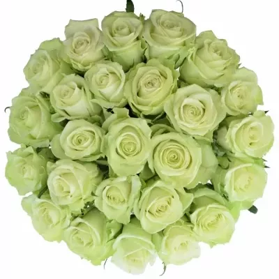 Kytice 25 zelených růží NOELLE! 50cm