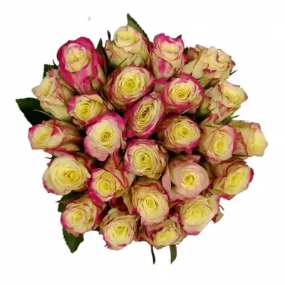 Kytice 25 žíhaných růží ALISON