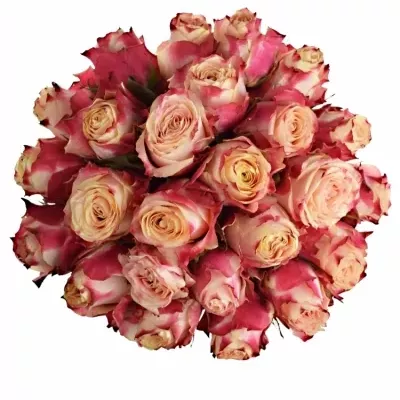 Kytice 25 žíhaných růží CHAPEAU 50cm