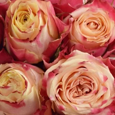 Kytice 25 žíhaných růží CHAPEAU