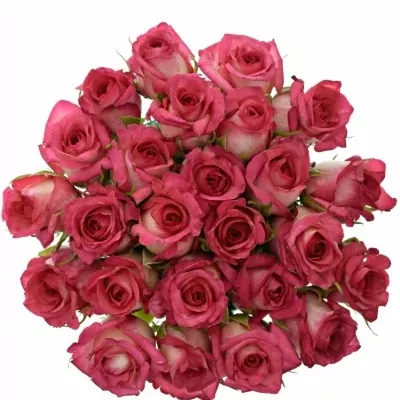 Kytice 25 žíhaných růží CLARION 80cm