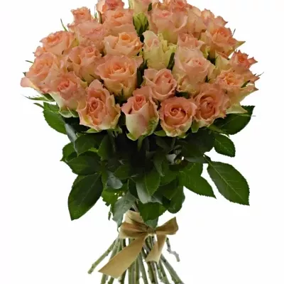 Kytice 25 žíhaných růží DUETT 50 cm