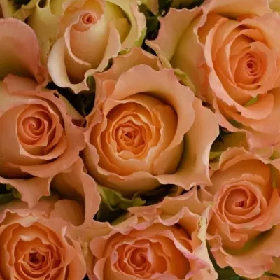 Kytice 25 žíhaných růží DUETT 50 cm