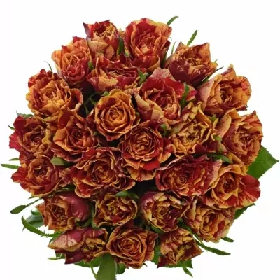 Kytice 25 žíhaných růží FIRE CRACKER 50cm