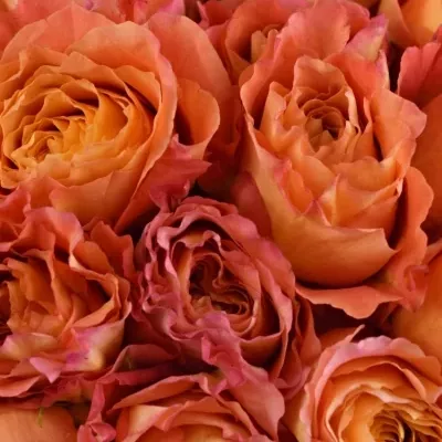 Kytice 25 žíhaných růží FREE SPIRIT