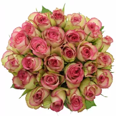 Kytice 25 žíhaných růží GLOW! 40cm