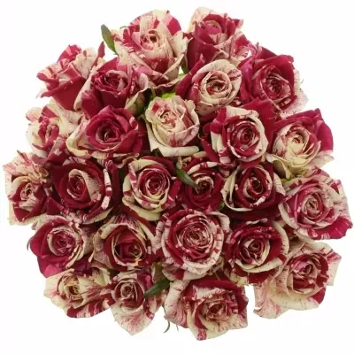 Jednodruhová kytice 25 vícebarevných růží HARLEQUIN 90 cm