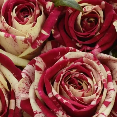 Kytice 25 žíhaných růží HARLEQUIN 40cm