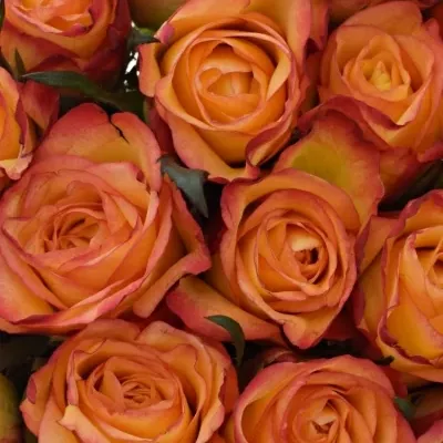 Kytice 25 žíhaných růží HIGH & MAGIC 40cm
