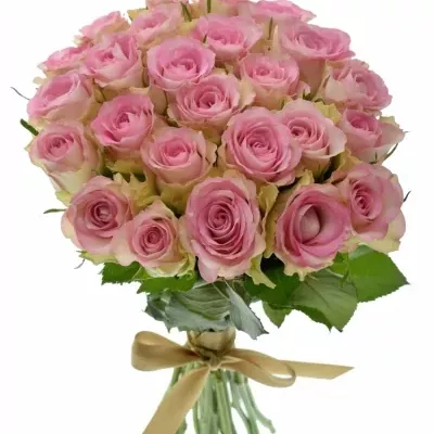 Kytice 25 žíhaných růží LOVELY JEWEL 40cm